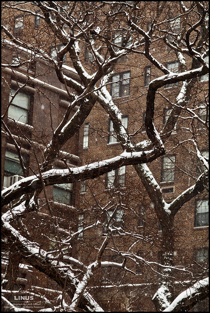Along the Brooklyn Heights Promenade, the cold trees twist and dance in the first - and so far only - snowfall of 2012.  It's a welcome respite from our otherwise balmy winter.