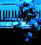 Blue Accordion